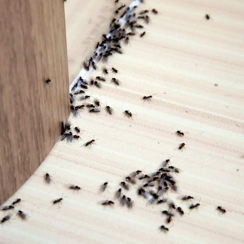 Што ако мравките го нападнат вашиот дом? Пробавме СРЕДСТВА, на кои никогаш не би да текнало, бегаат како ЛУДИ