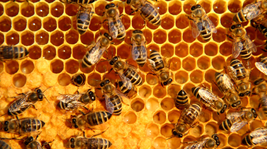 Поленот од пчели не ги зголемува градите, лекарите предупредуваат на негативни ефекти