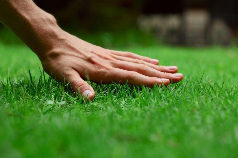 Нега на тревникот во пролет: Совети за густа, убава и светло зелена трева