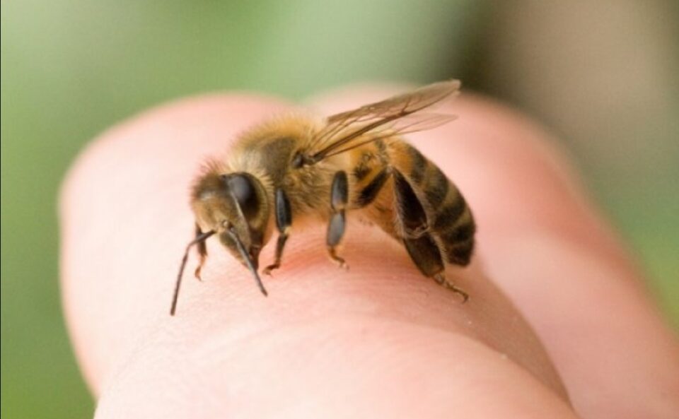 Важен совет: Ако ве касне оса или пчела – ова ќе ве спаси од болка и отоци!