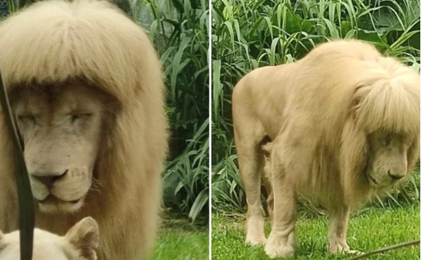 ФОТО: Лав со „шишки“ – зоолошка атракција во Кина