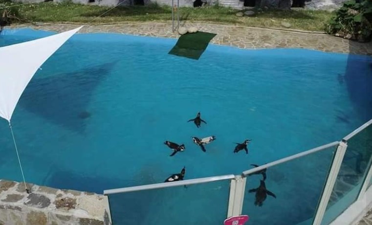 Уште една убава вест од скопската зоолошка: Се очекуваат бебиња кај пингвините (ФОТО)