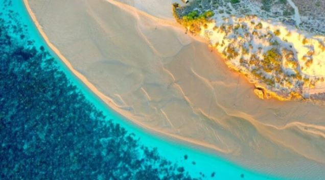 Најголемата билка во Светот откриена на брегот на Австралија