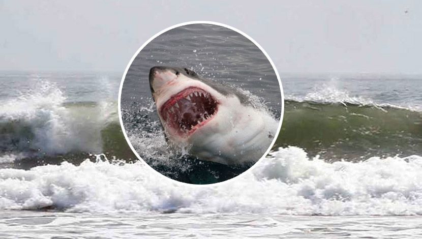 Ајкула каснала сурфер на популарната плажа на Флорида: Втор напад на предатор за една недела