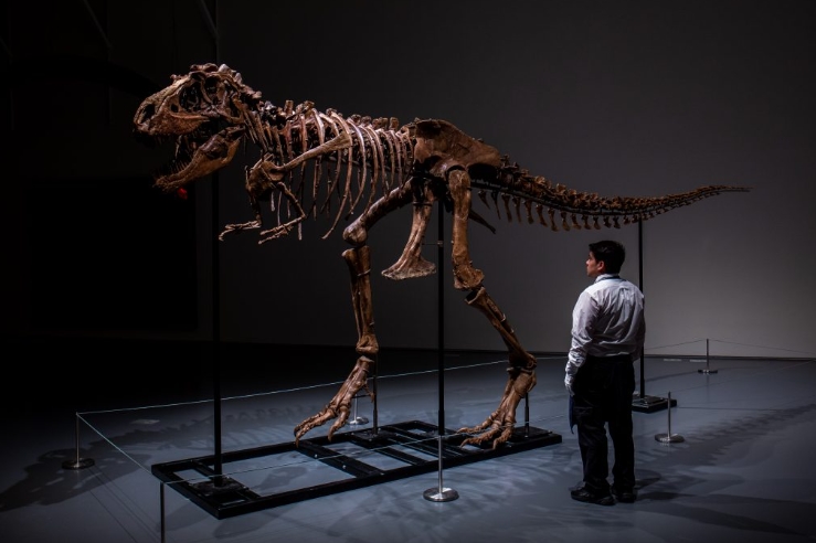 ВИДЕО: Скелет на горгосаурус стар 77 милиони години оди на аукција, може да достигне цена од 8 милиони долари