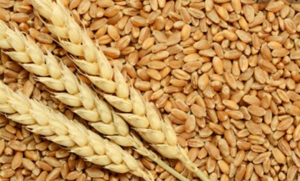 Од денеска до 31 октомври аплицирање за финансиска поддршка за пченица, јачмен, рж, овес и сончоглед