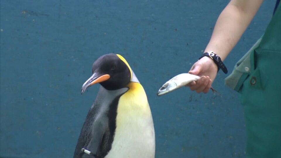 Пингвин „со став“: Не јаде евтина риба
