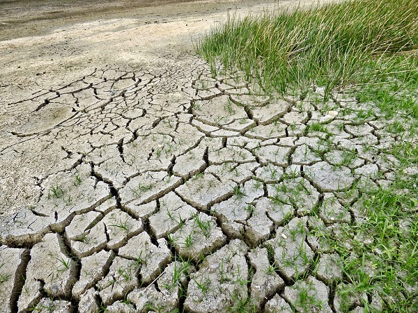 Сушата на Рогот на Африка е комбинација од недостиг на дожд и високите температури