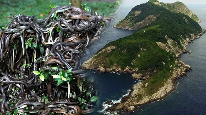 Овој остров е најсмртоносен на земјата – таму живеат златните змии чиј отров убива за еден час