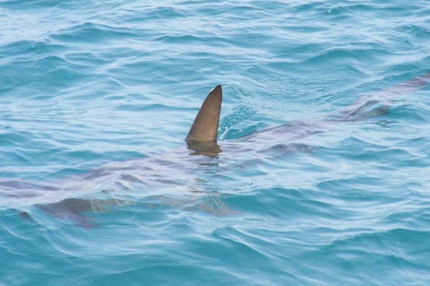 Нуркачка покажала како да се спречи напад од ајкула: „Соочете се со животното“