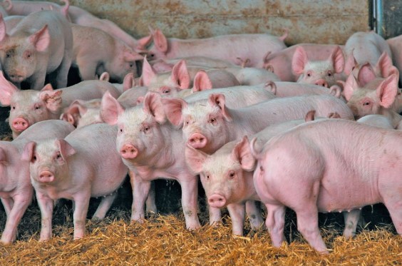 Големите одгледувачи на свињи во штипско преземаат дополнителни мерки за заштита од африканската чума