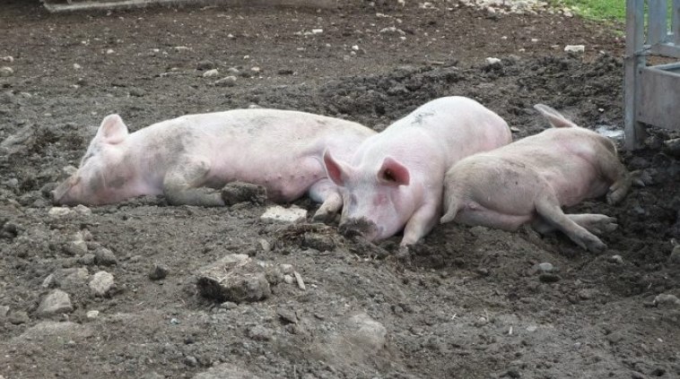 Африканска свинска чума потврдена во 32 општини во Србија