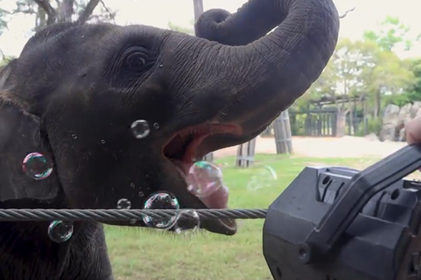 Слончето кое си игра со балони од сапуница ги воодушеви социјалните мрежи (ВИДЕО)