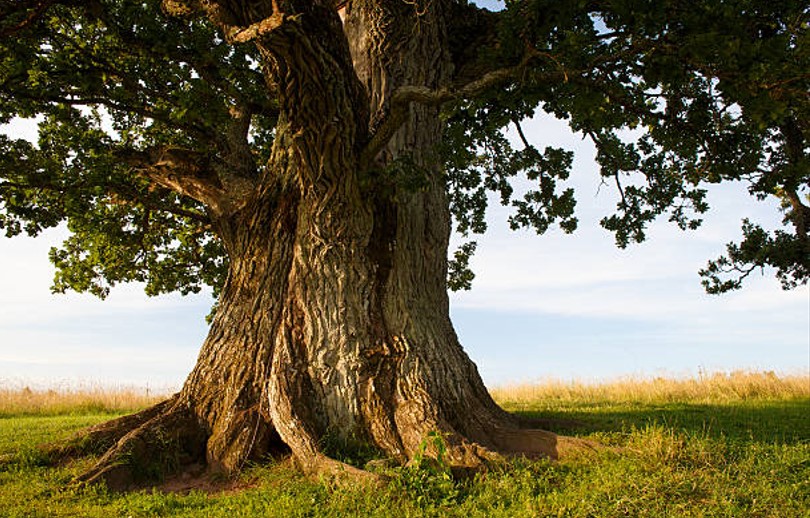 Приказната за старото дрво е важен совет за сите нас
