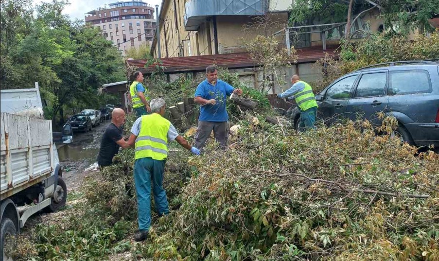 ЈП Паркови и зеленило продолжува со расчистување на градот од паднати дрвја и гранки