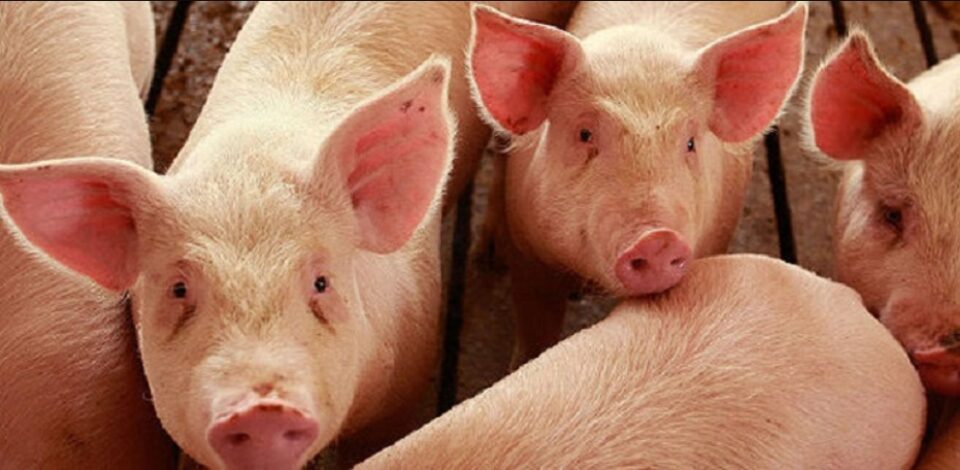 Скопјанец возел 15 свињи: Агенцијата за храна и ветеринарство ги одзема и ќе ги уништи 