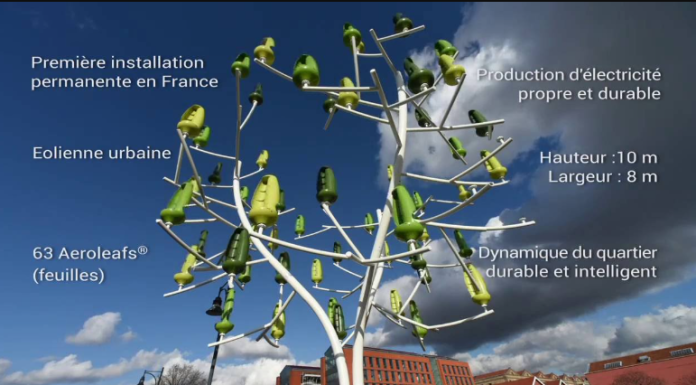 ВИДЕО: Овие дрвjа може да генерираат струја во вашиот двор