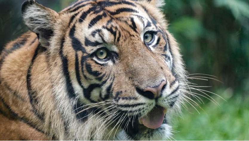 Во Индија усмртен тигар кој убил девет лица