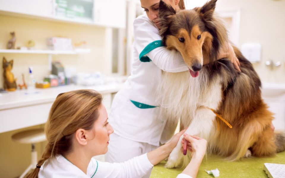 Дарувањето животинска крв го спасува животот на други миленичиња, во Британија има банка за крв на кучиња