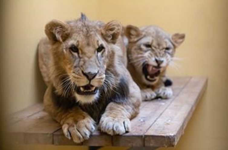 ПАНИКА ВО СИДНЕЈ: Пет лавови избегале од својот кафез во зоолошка, еве каде се најдени
