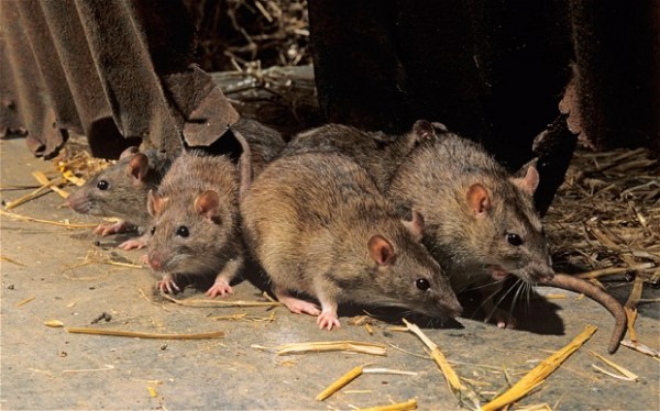 Полицијата во Индија тврди дека стаорци изеле 200 килограми запленет канабис: „Не се плашат од нас“