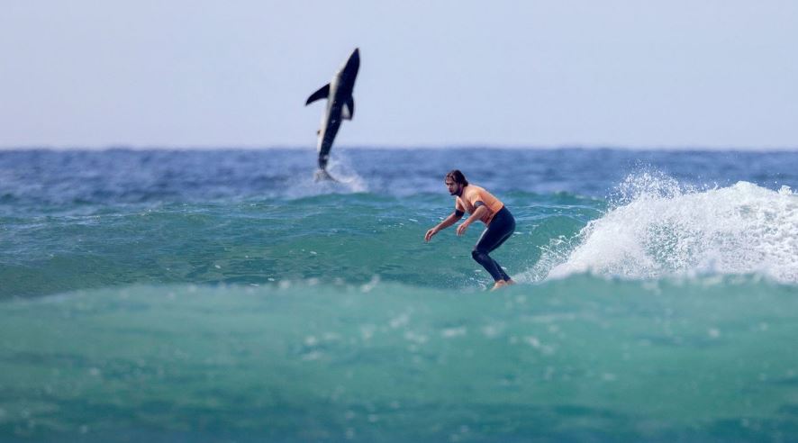 ФОТО: За оваа фотографија зборува цел свет, сурфер фатен со ајкула зад него