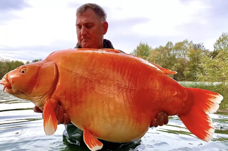 ФОТО: Неверојатен улов, фатил златна рипка тешка 30 килограми која растела 20 години во езеро