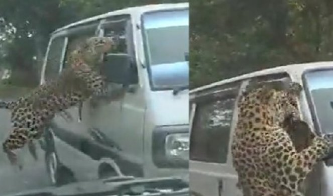 Леопард напаѓал луѓе: Вознемирувачка снимка се појави на Твитер
