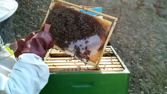 Пчеларите од Пелагонија вршат прихрана на пчелните семејства