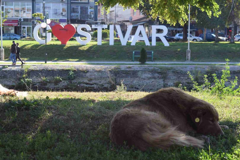 ФОТО: Улични кучиња шетаат по тенди во Гостивар