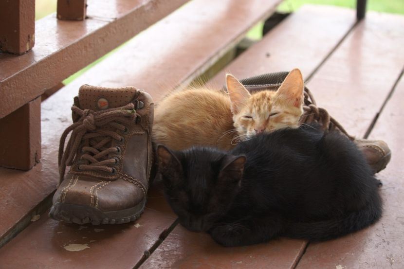Неколку причини зошто мачките ги сакаат чевлите на сопствениците