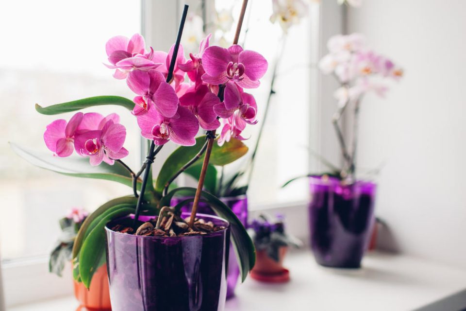 Симболизира љубов и плодност: Зошто за 8. Март треба да подарите орхидеја и какво значење има овој цвет?