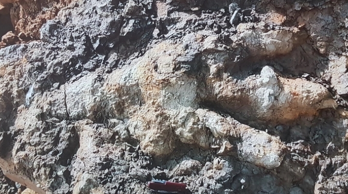 Стапалка од диносаурус долга еден метар пронајдена во Британија