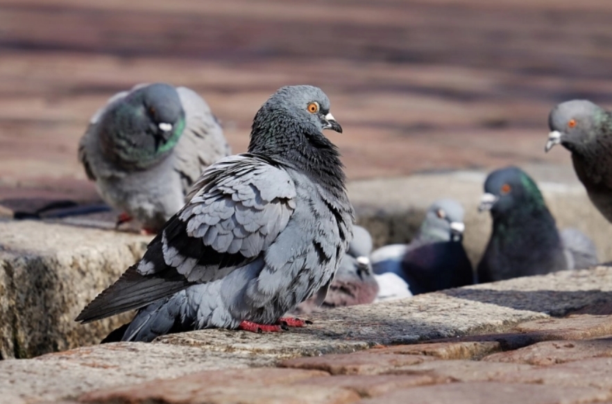 Зошто гулабите младенчиња се речиси невидливи за човекот?