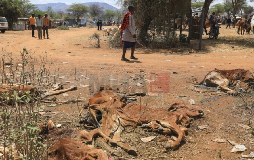 Во Кенија, 2,6 милиони животни се изложени на ризик од смрт поради суша