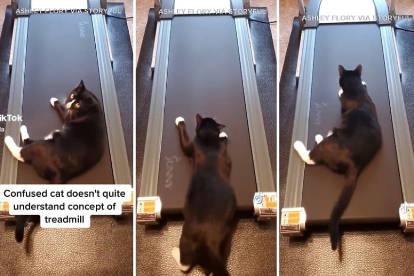 Урнебесна прва средба на мачка со лента за трчање: Ќе потрае додека сфати како функционира (ВИДЕО)