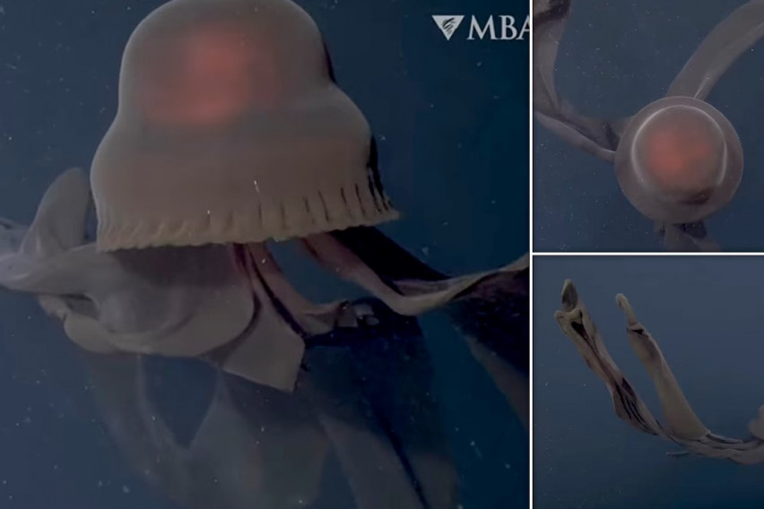 Туристи на длабочина од неколку стотина метри снимиле медуза поголема од нивната подморница (ВИДЕО)