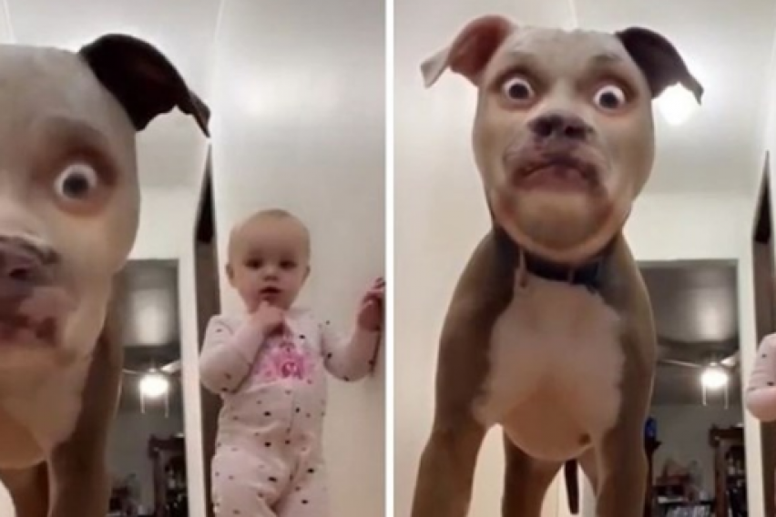 Куче се шокирало од филтер на ТикТок, неговата и реакцијата на бебето е непроценлива (ВИДЕО)