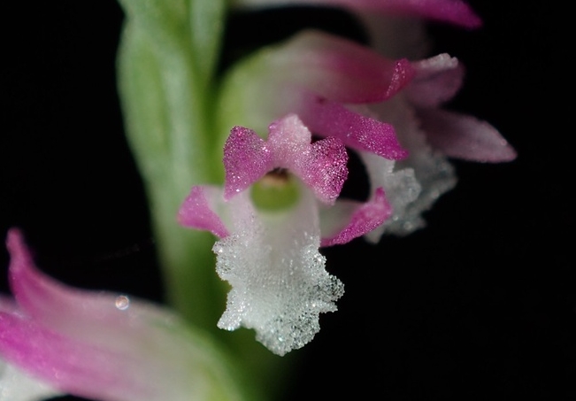 ФОТО: Откриен нов вид на орхидеја која е како стаклена