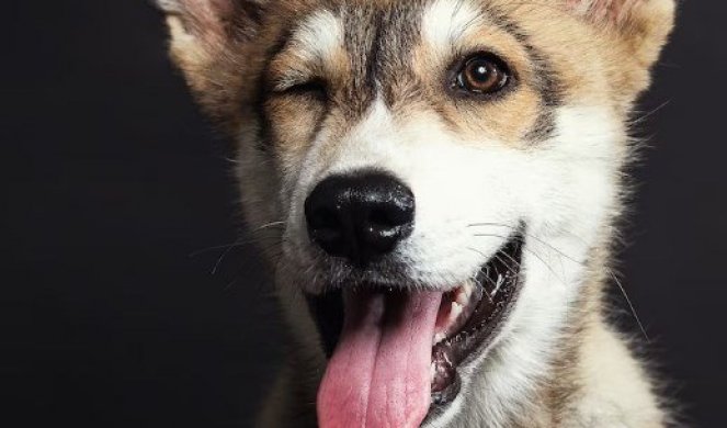 Кучињата од Чернобил се генетски поинакви од сите останати во светот
