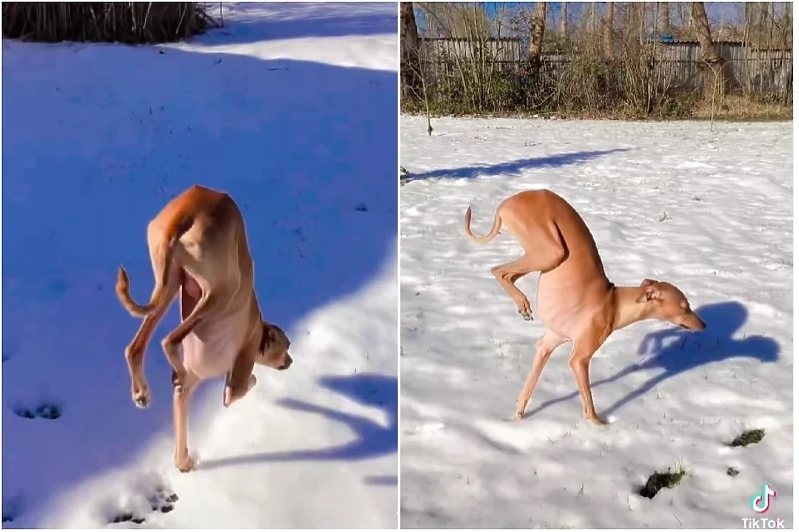 ВИДЕО: Куче кое мрази снег смисли генијален начин за што помалку да го допира