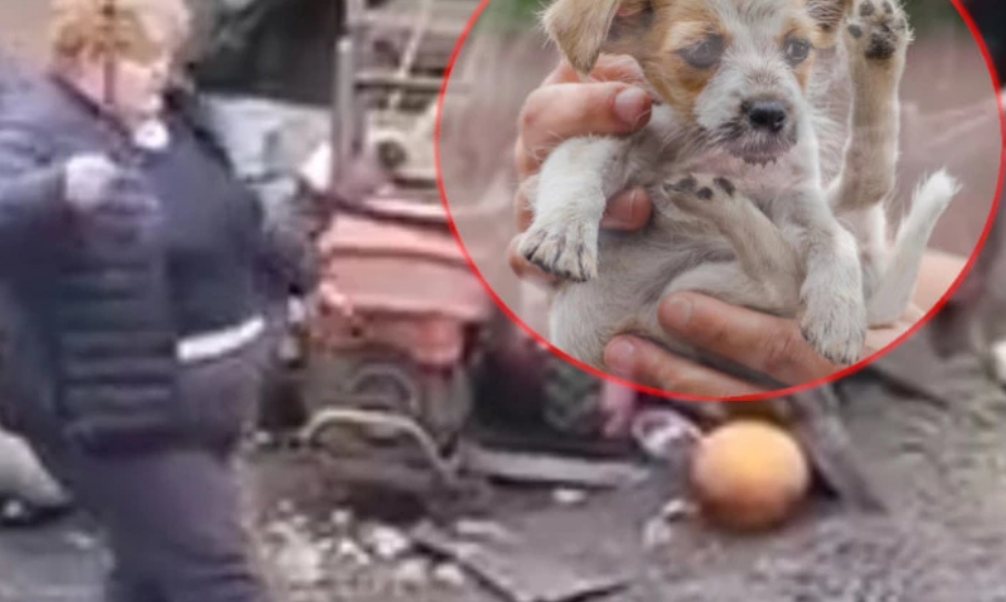 ВОЗНЕМИРУВАЧКО ВИДЕО: Србинка претепа куче до смрт!