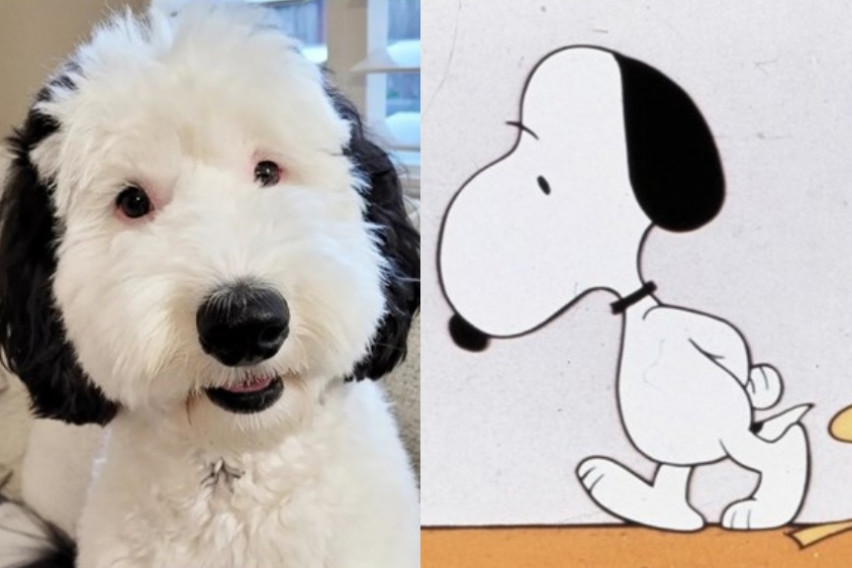 Кучето Бејли стана вирален хит поради неверојатната сличност со Снупи (ФОТО+ВИДЕО)