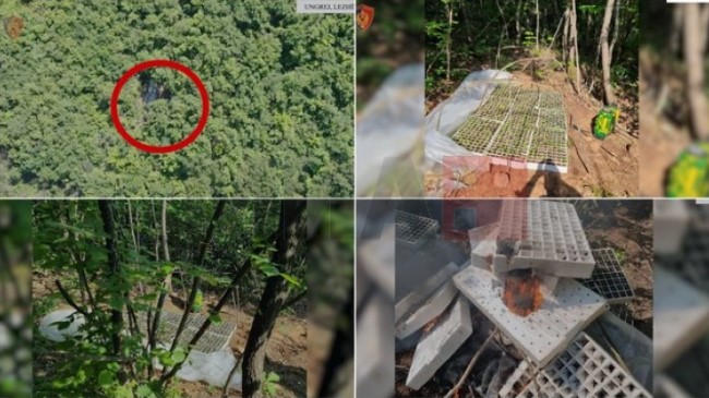 Албанската полиција со дронови откри „стаклена градина“ со повеќе од три илјади садници канабис среде шума во Лежа