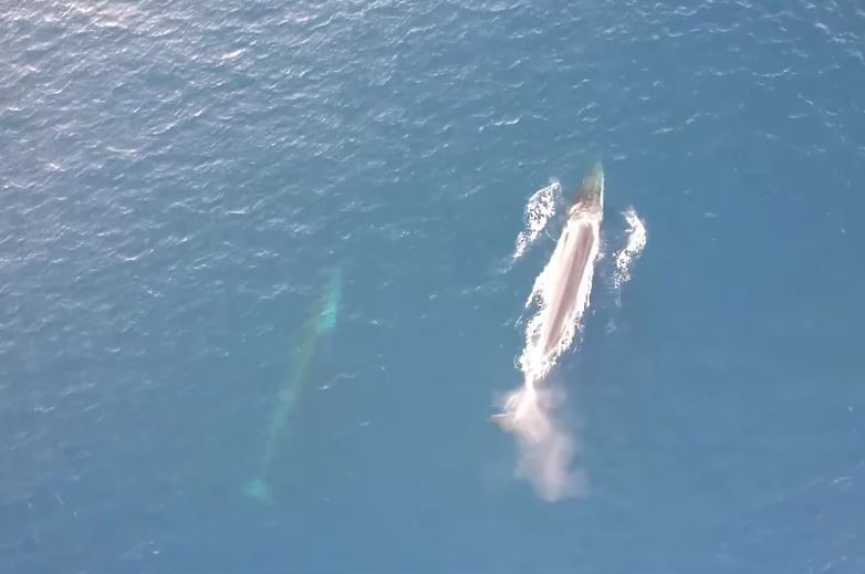 ВИДЕО: Импресивни сцени од Јадранот, снимена група китови