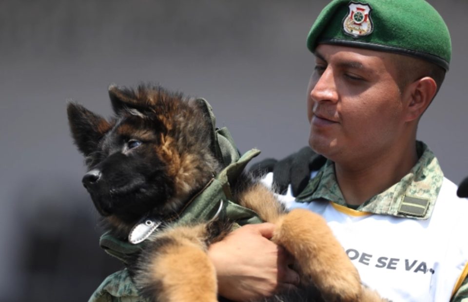Турција ѝ подари куче-трагач на Mексиканската армија
