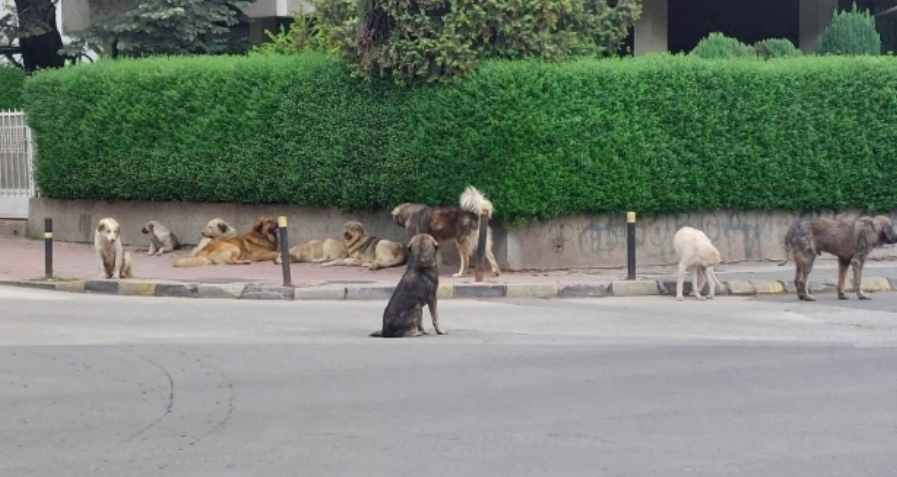 Заловување бездомни кучиња во општина Ѓорче Петров