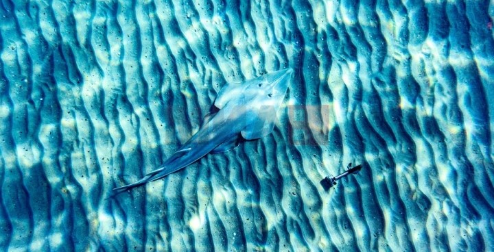 WWF: Во Јадранот се загрозени 36 видови ајкули и ражи