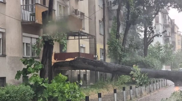 ФОТО: Дрво падна врз автомобил во движење во Скопје