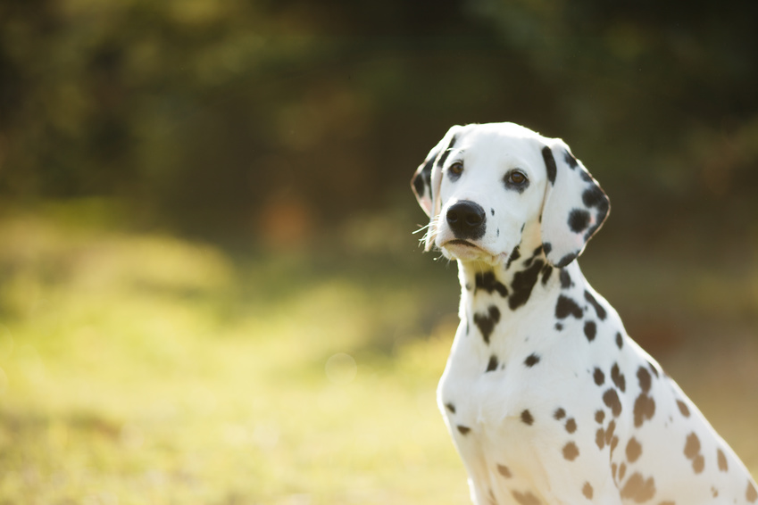 Најслаткото куче според „златниот пресек“ е далматинец